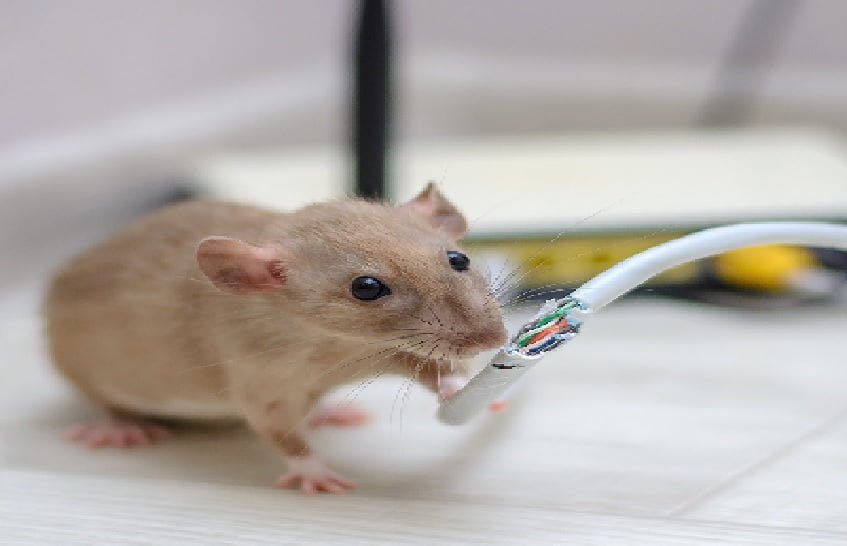 Rodent-Proofing Your Home: A Step-by-Step Guide