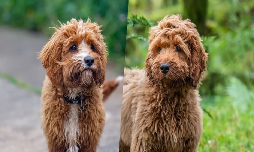 Cavapoo Vs. Goldendoodle: Which Breed is Right for You?